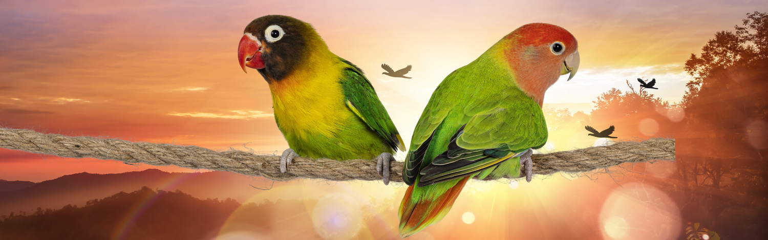 Birds