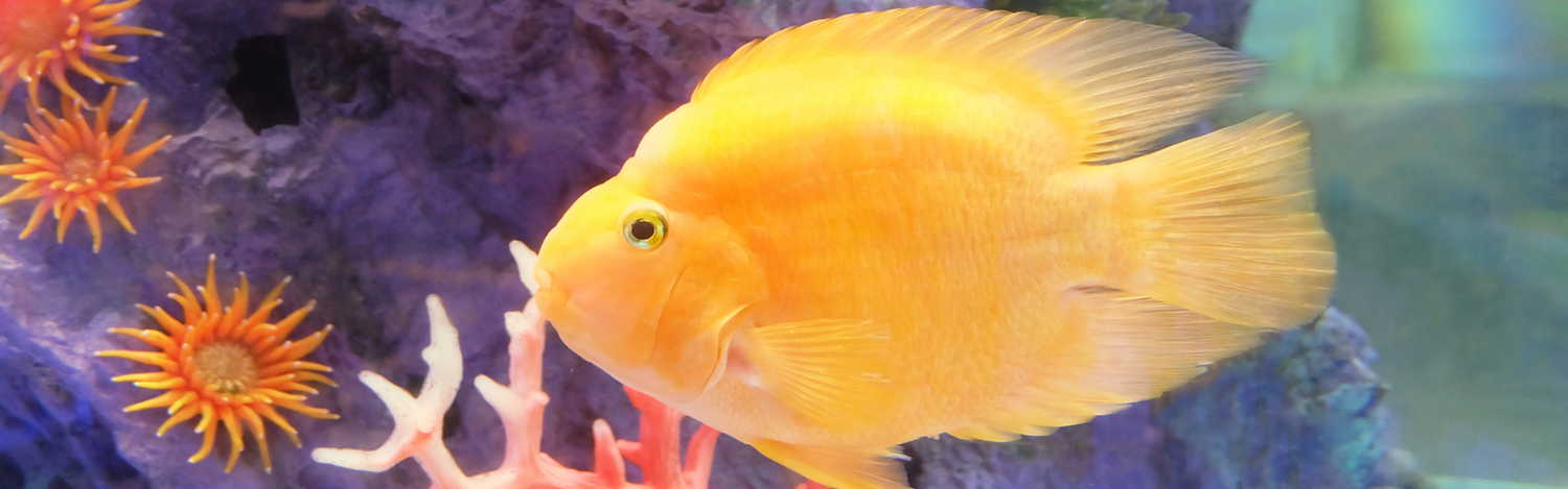 Fish