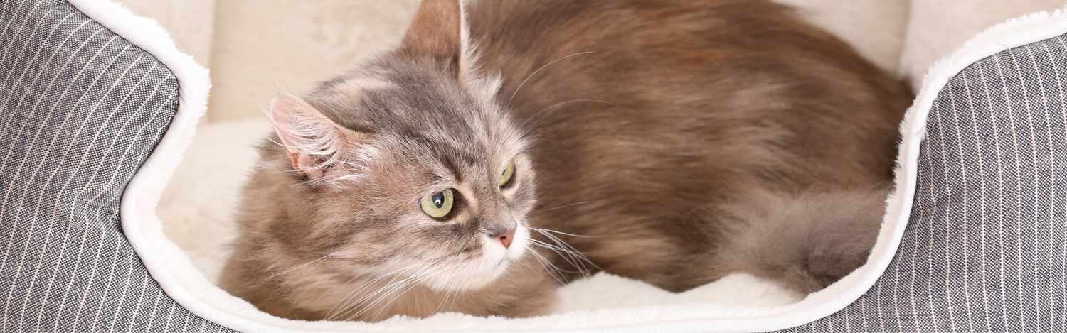 Cat Beds, Perches, & Furniture