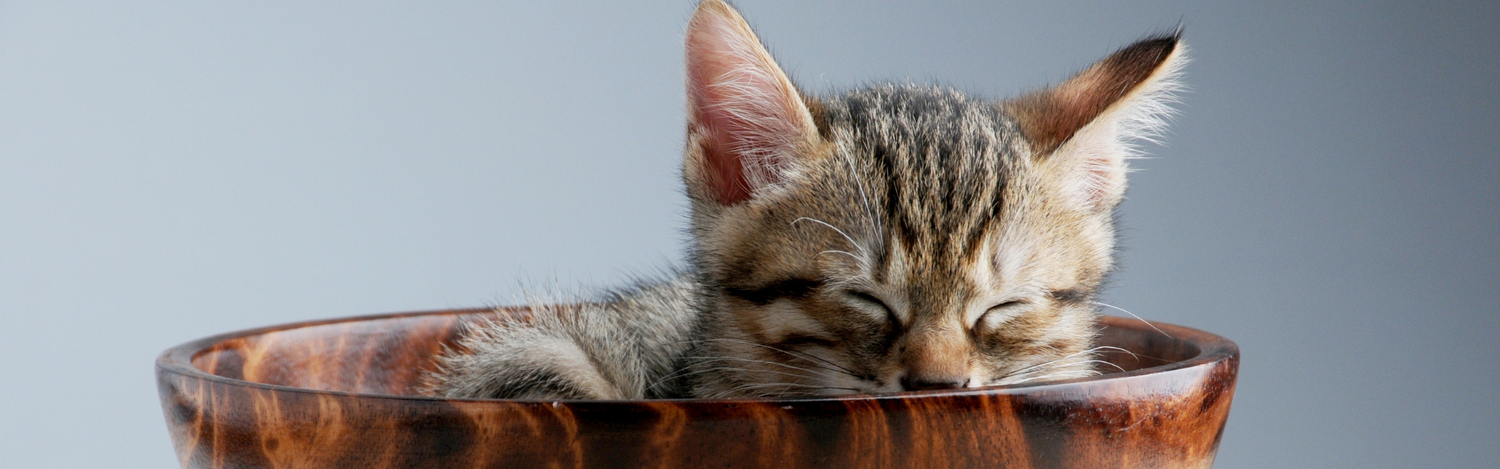 Cat Bowls