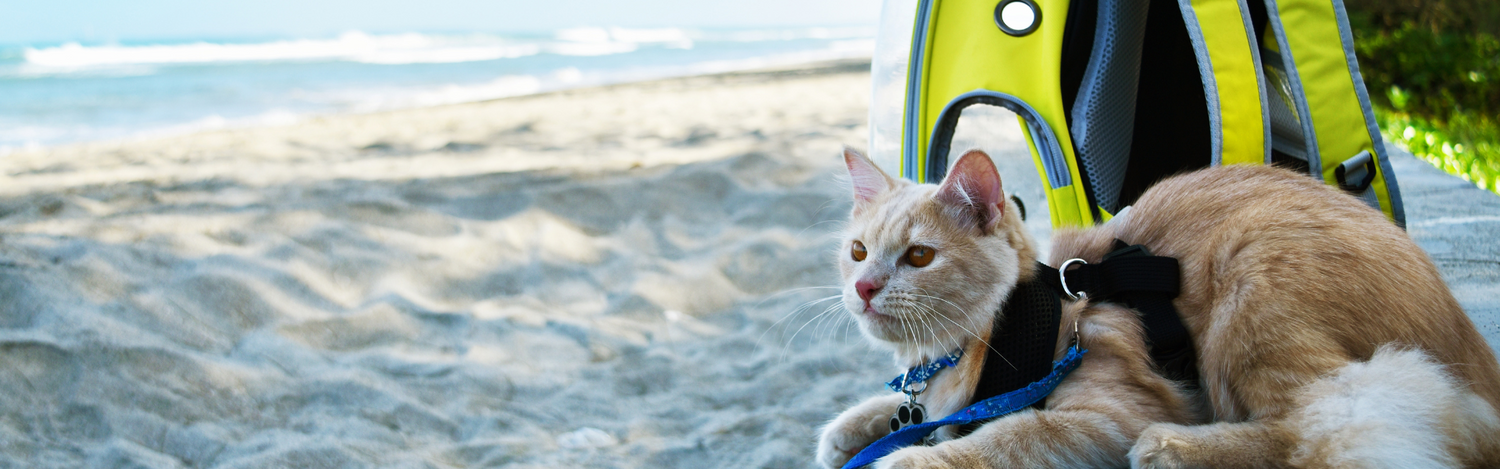 Cat Carriers, Playpens, & Strollers