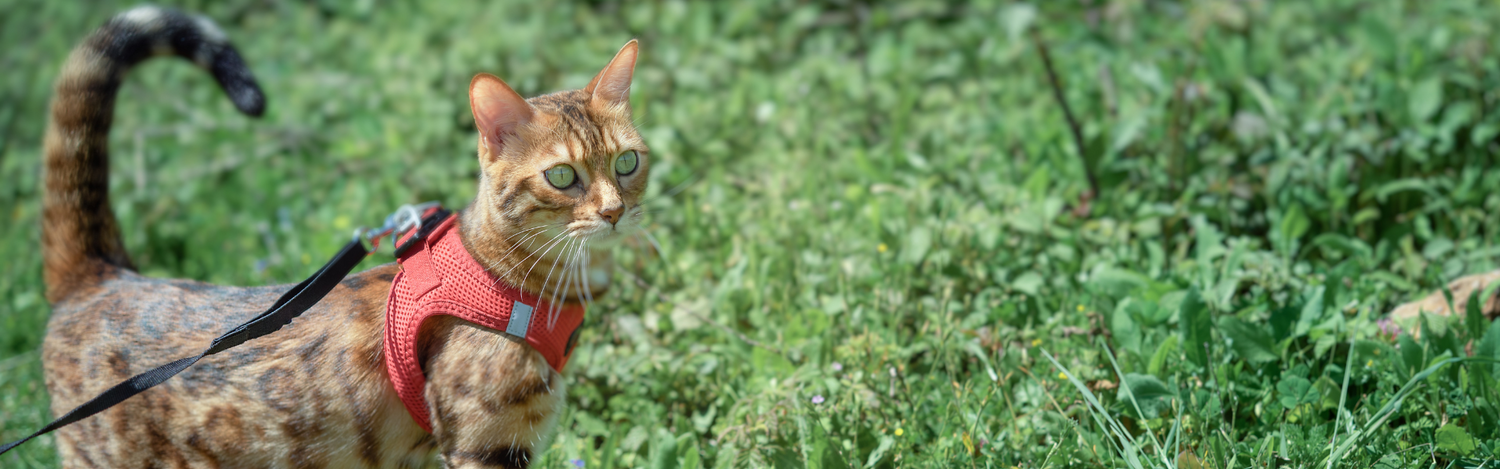 Cat Collars, Leads, & Harnesses