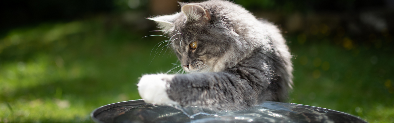 Cat Feeders & Waterers
