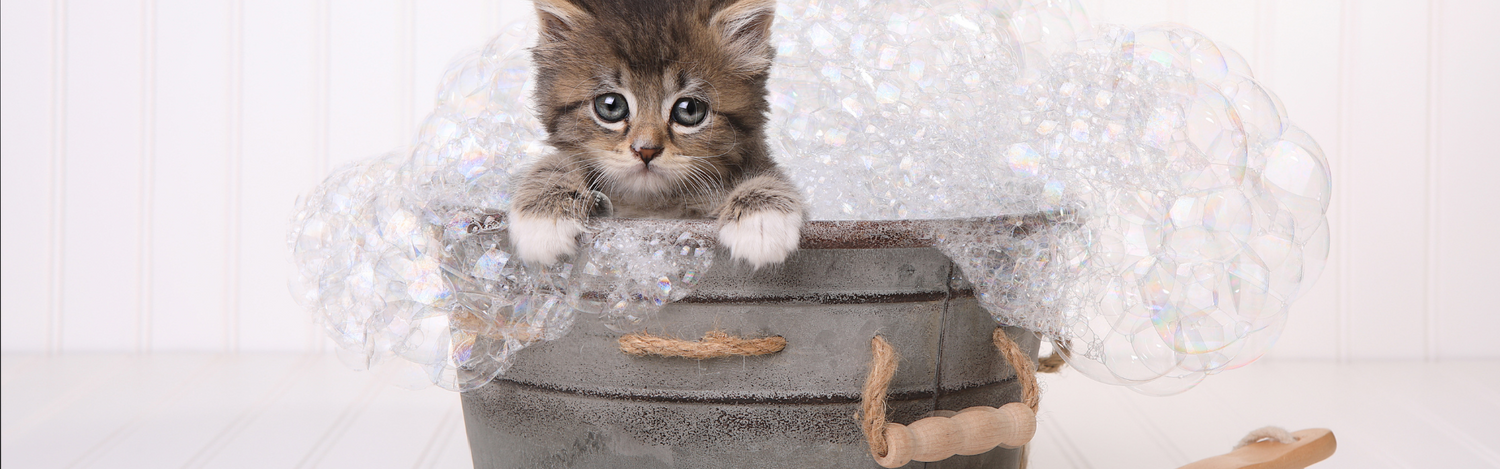 Cat Grooming