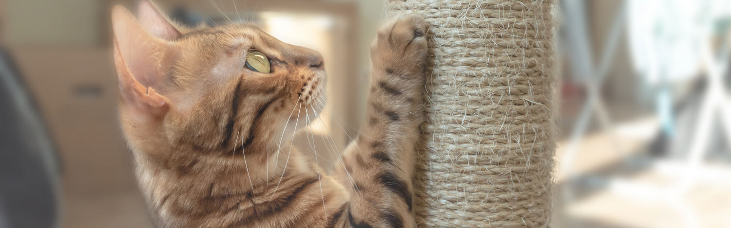 Cat Scratch Prevention & Control