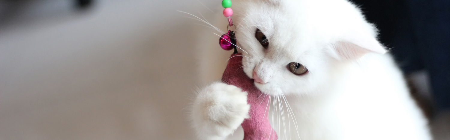 Cat Toys