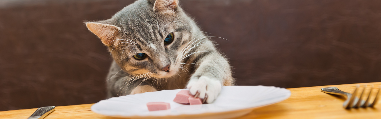 Cat Treats