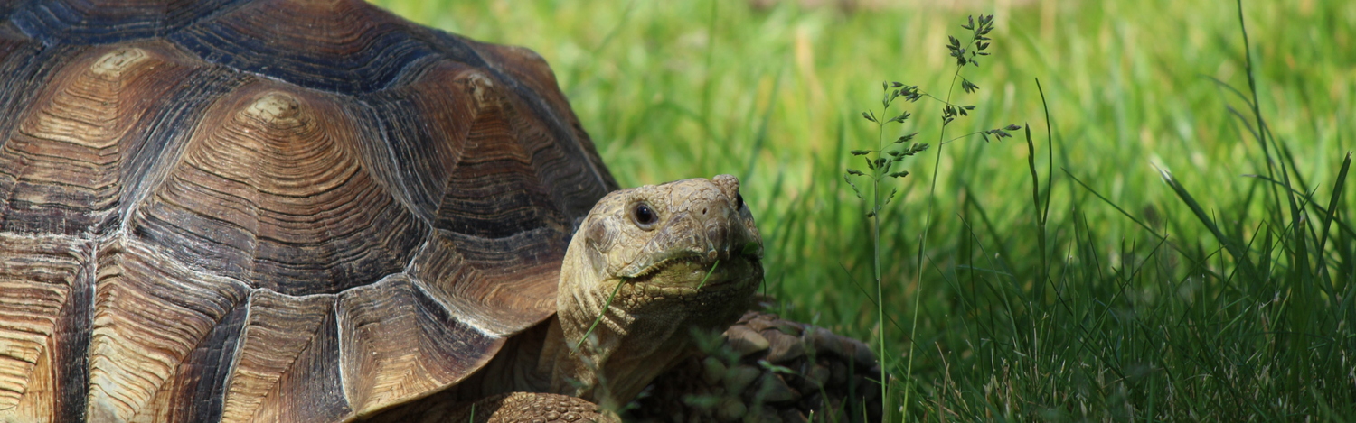 Reptiles