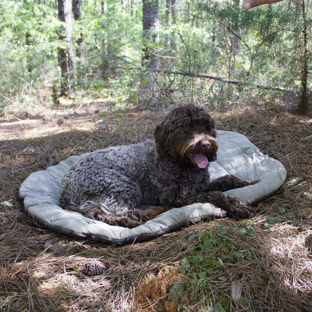 Bed ‘n a Bag Travel Dog Bed