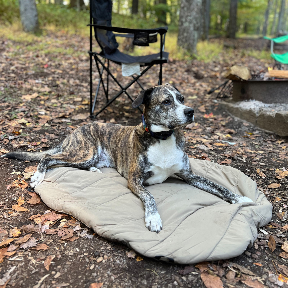 Bed ‘n a Bag Travel Dog Bed