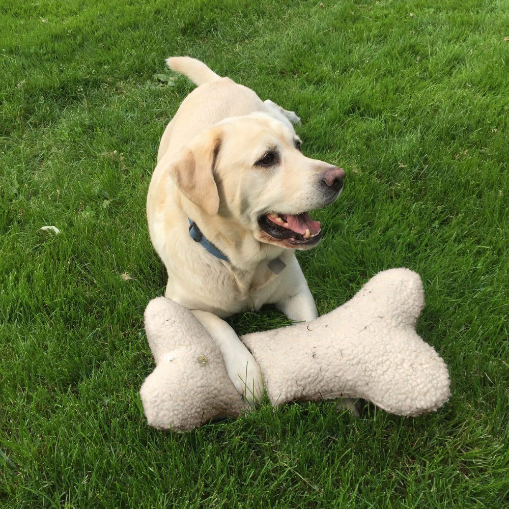 Bone Pillow Plush Dog Toy