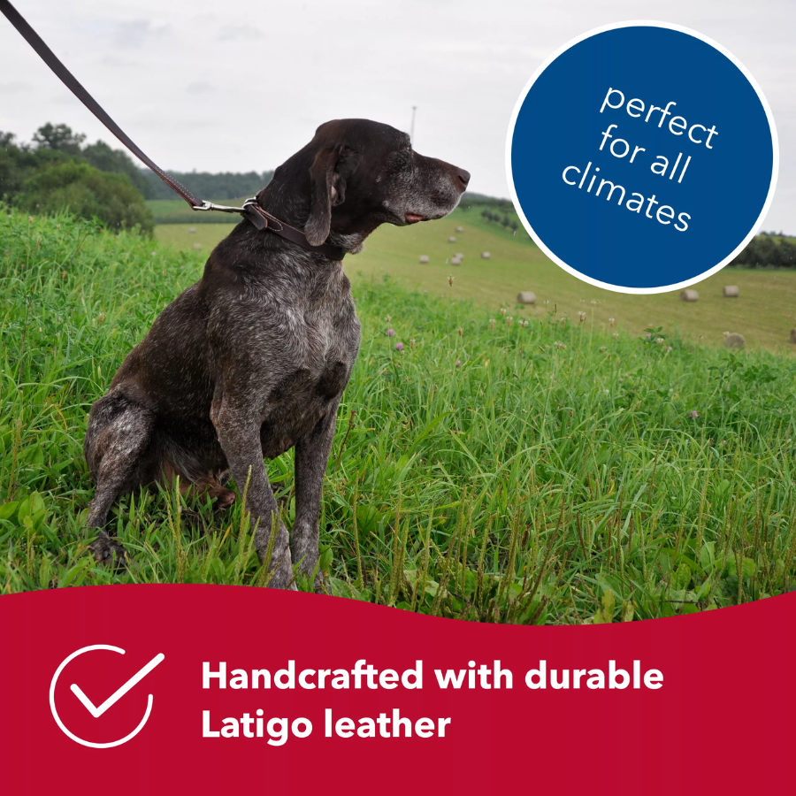 Circle T® Latigo Leather Dog Leash