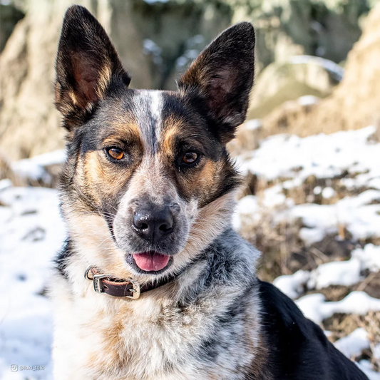 Circle T® Latigo Leather Town Dog Collar