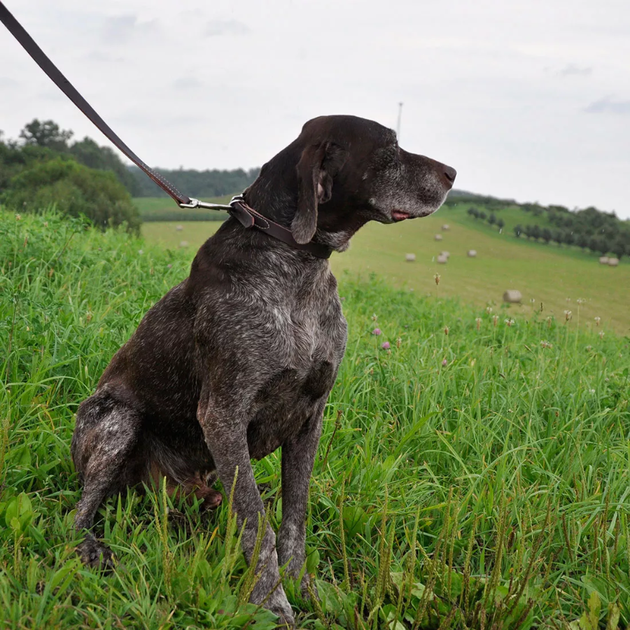 Circle T® Latigo Leather Town Dog Collar