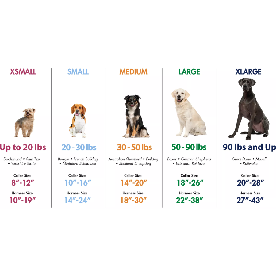 Circle T® Latigo Leather Town Dog Collar