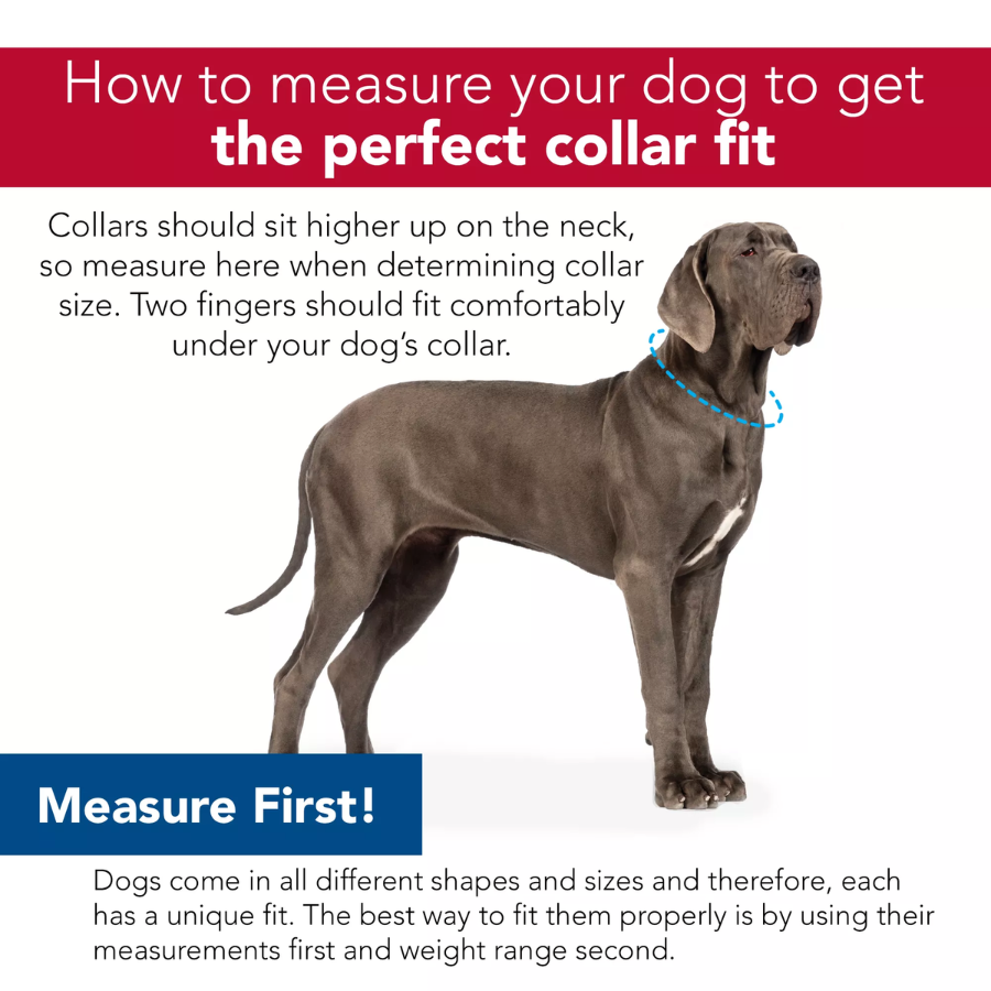 Circle T® Latigo Leather Town Dog Collar