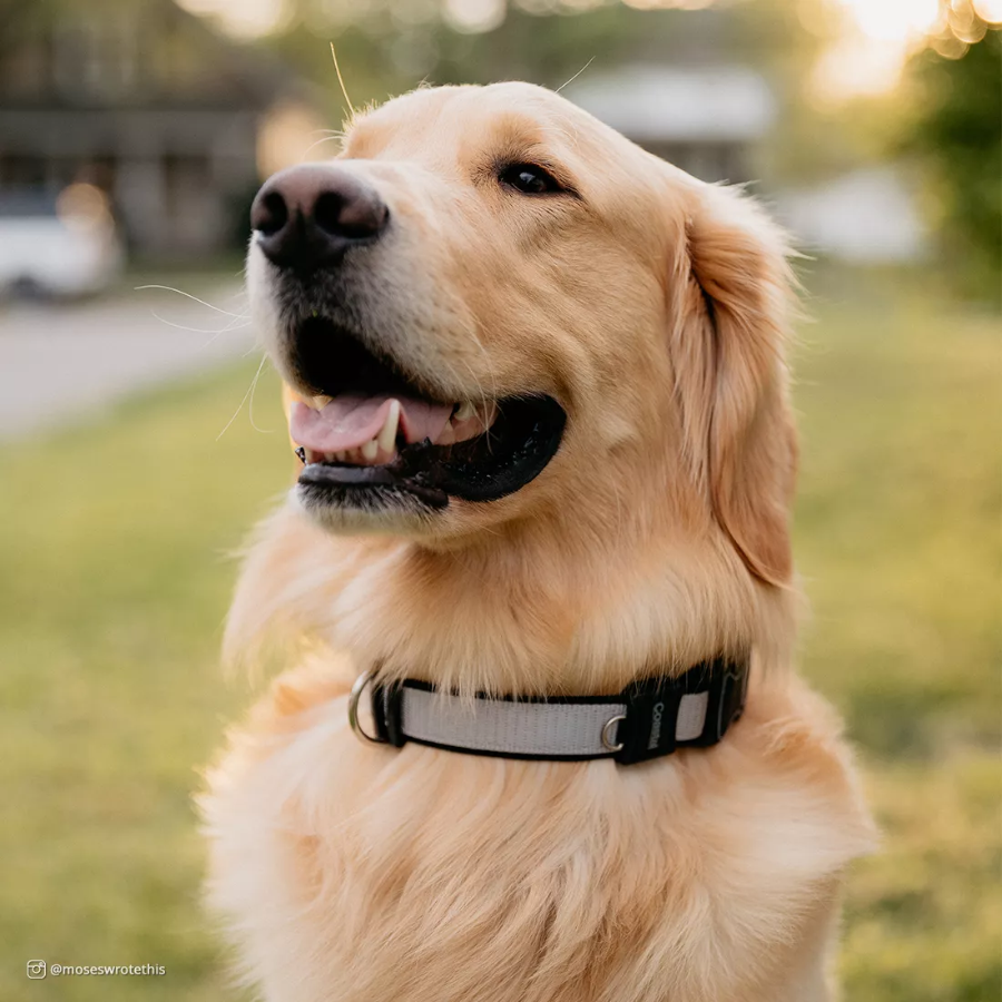 Inspire Adjustable Dog Collar