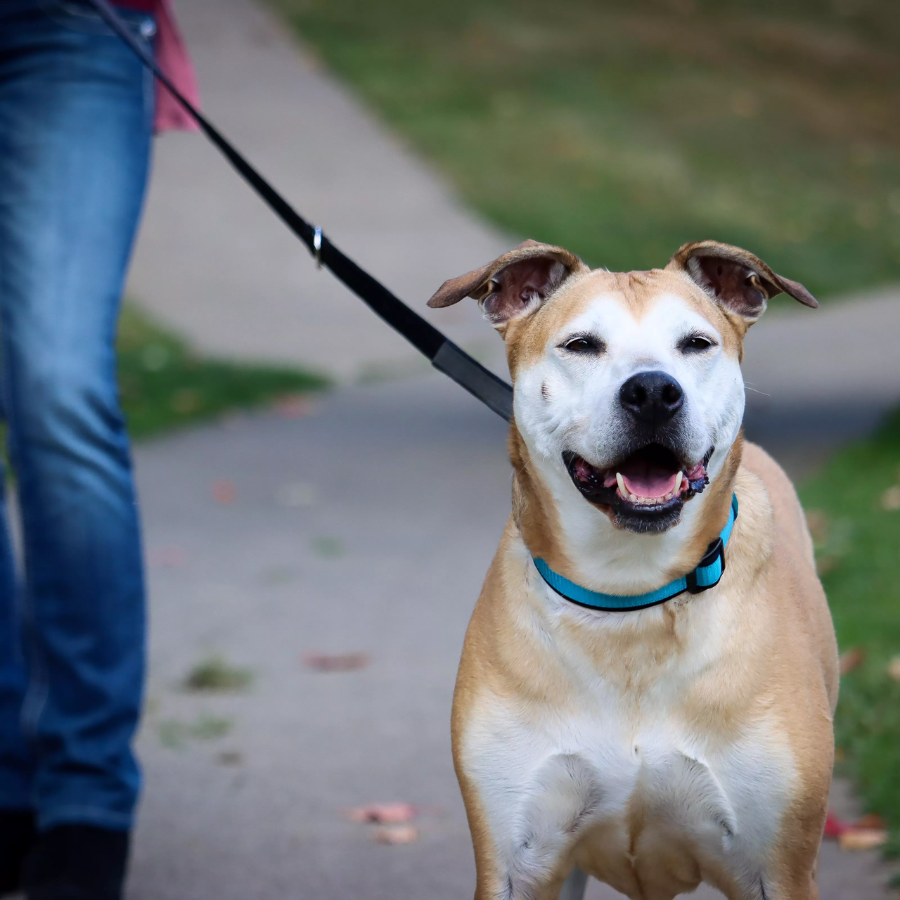 Inspire Adjustable Dog Collar