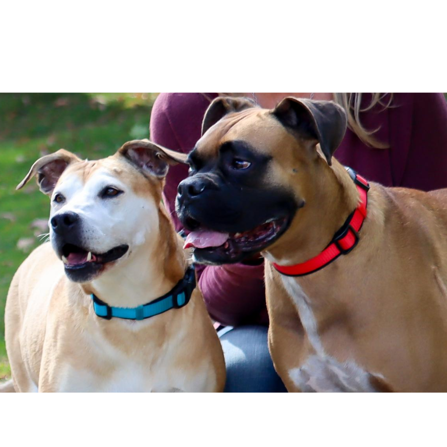 Inspire Adjustable Dog Collar