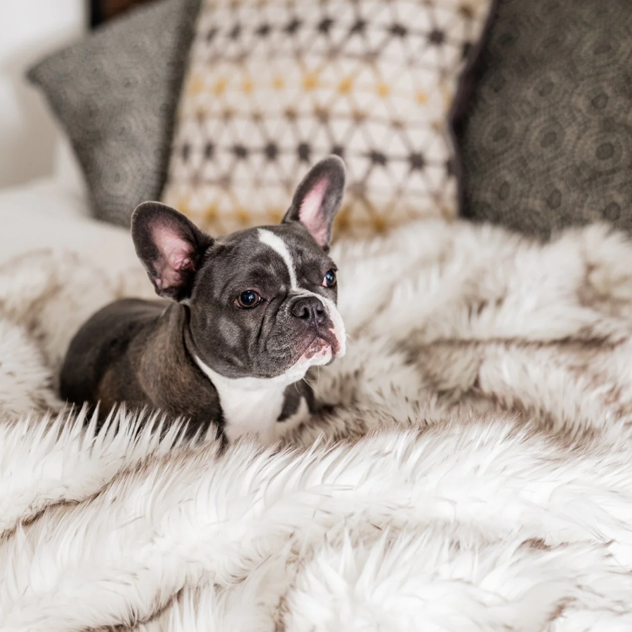 PupProtector™ Waterproof Throw Blanket - White with Brown Accents