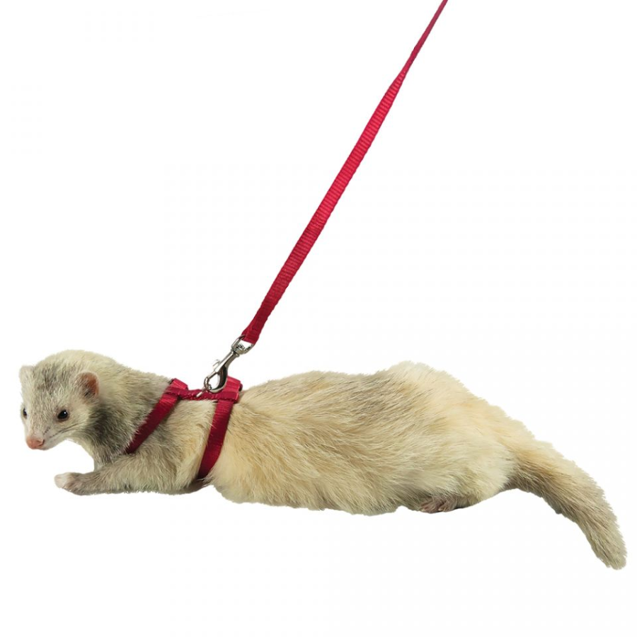 Harness and Lead Set