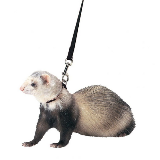 Harness and Lead Set