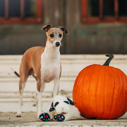 Halloween Lamb Chop®