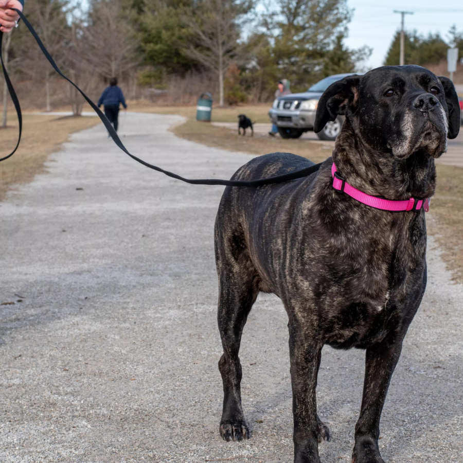 Train Right! Cotton Web Dog Training Leash