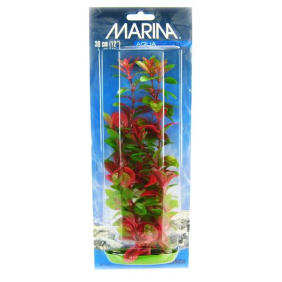 Marina Aquascaper Red Ludwigia Plant