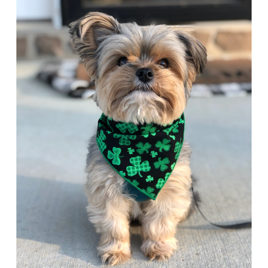 St Patrick's Bandana - Shamrock