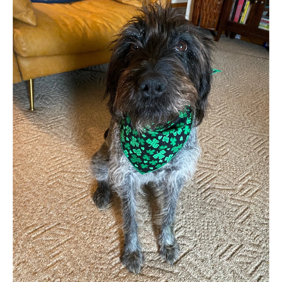 St Patrick's Bandana - Shamrock