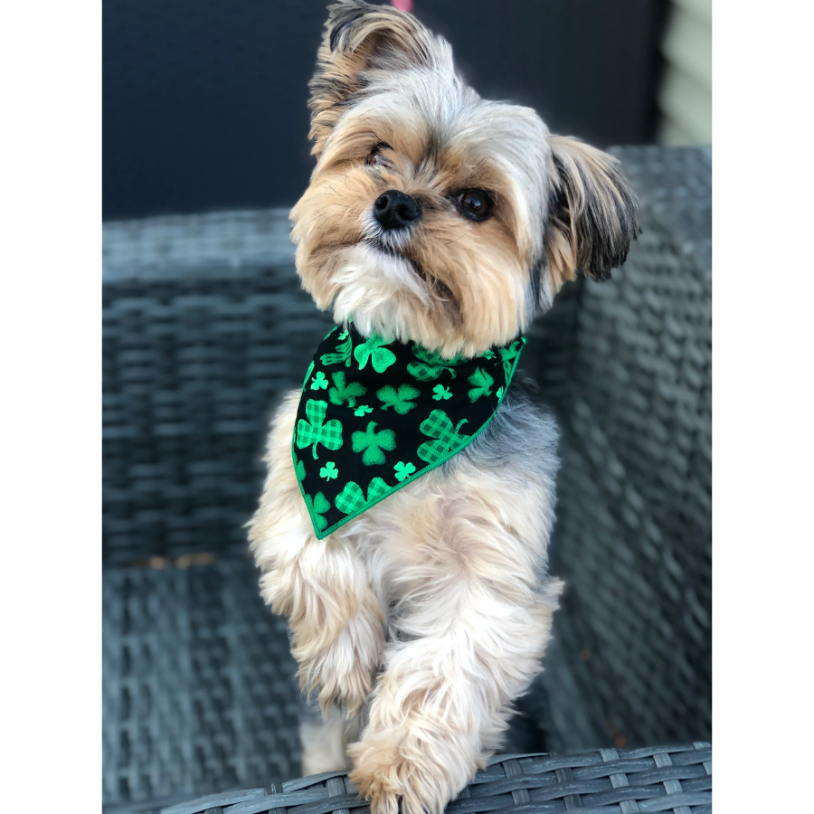 St Patrick's Bandana - Shamrock