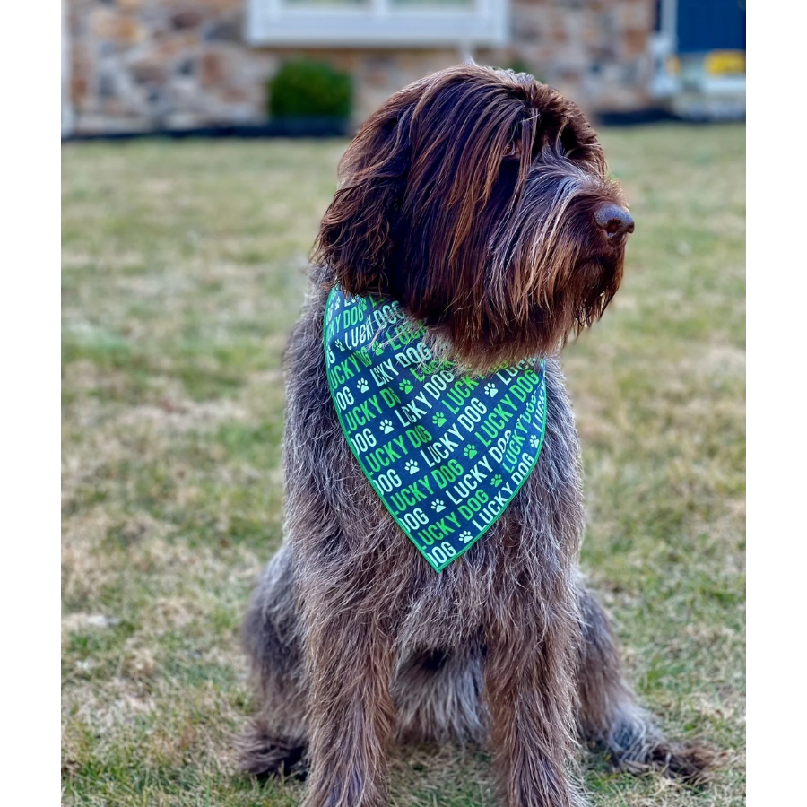 St. Patrick's Day Bandana - Lucky Dog