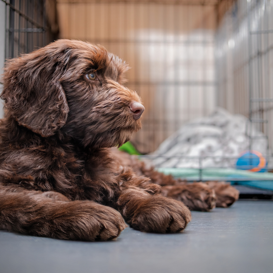 Kennel & Whelping Box Flooring