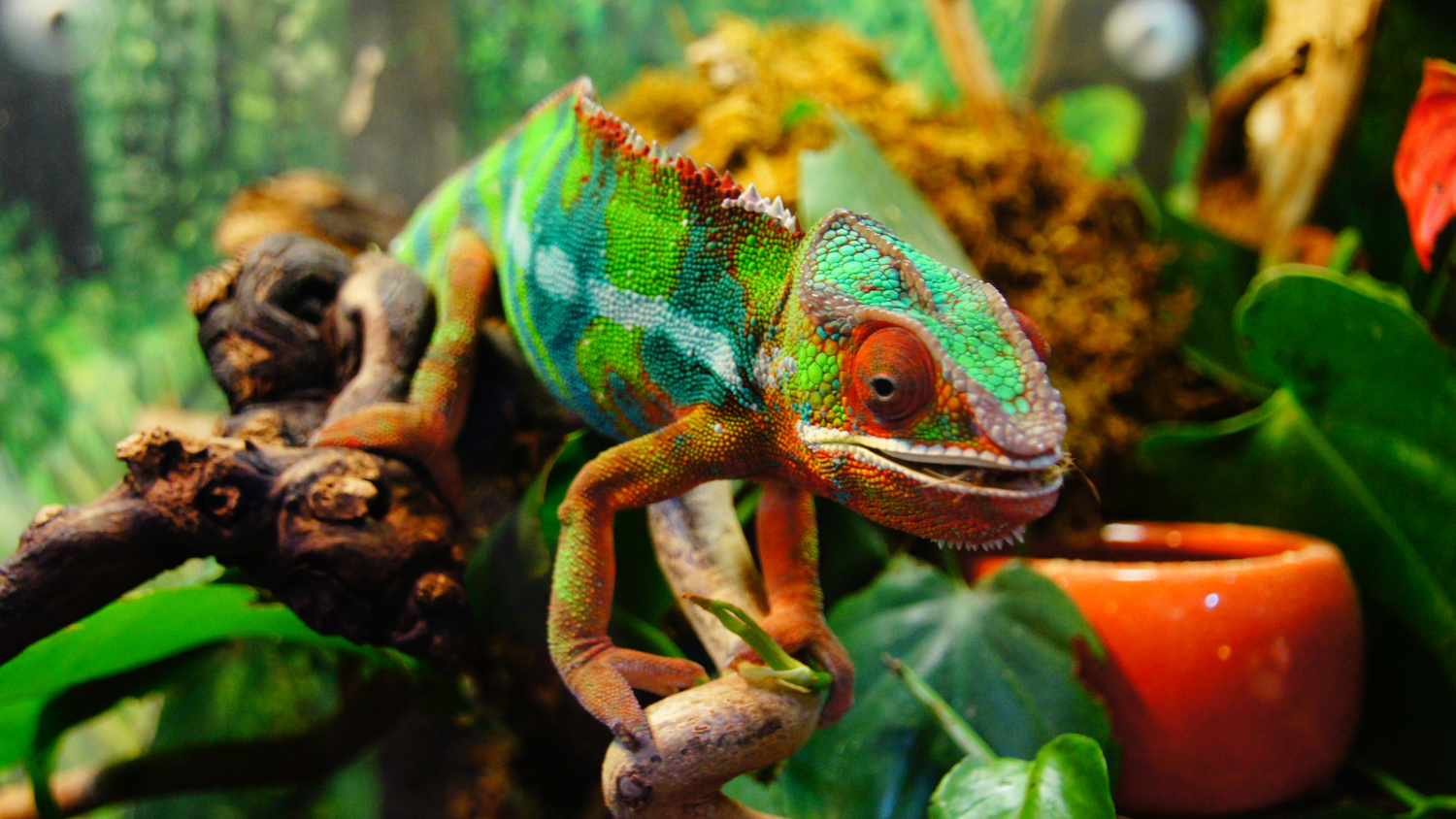 Reptile Filter Cartridges & Media