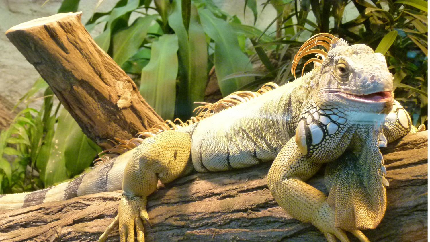 Reptile Filters & Cartridges