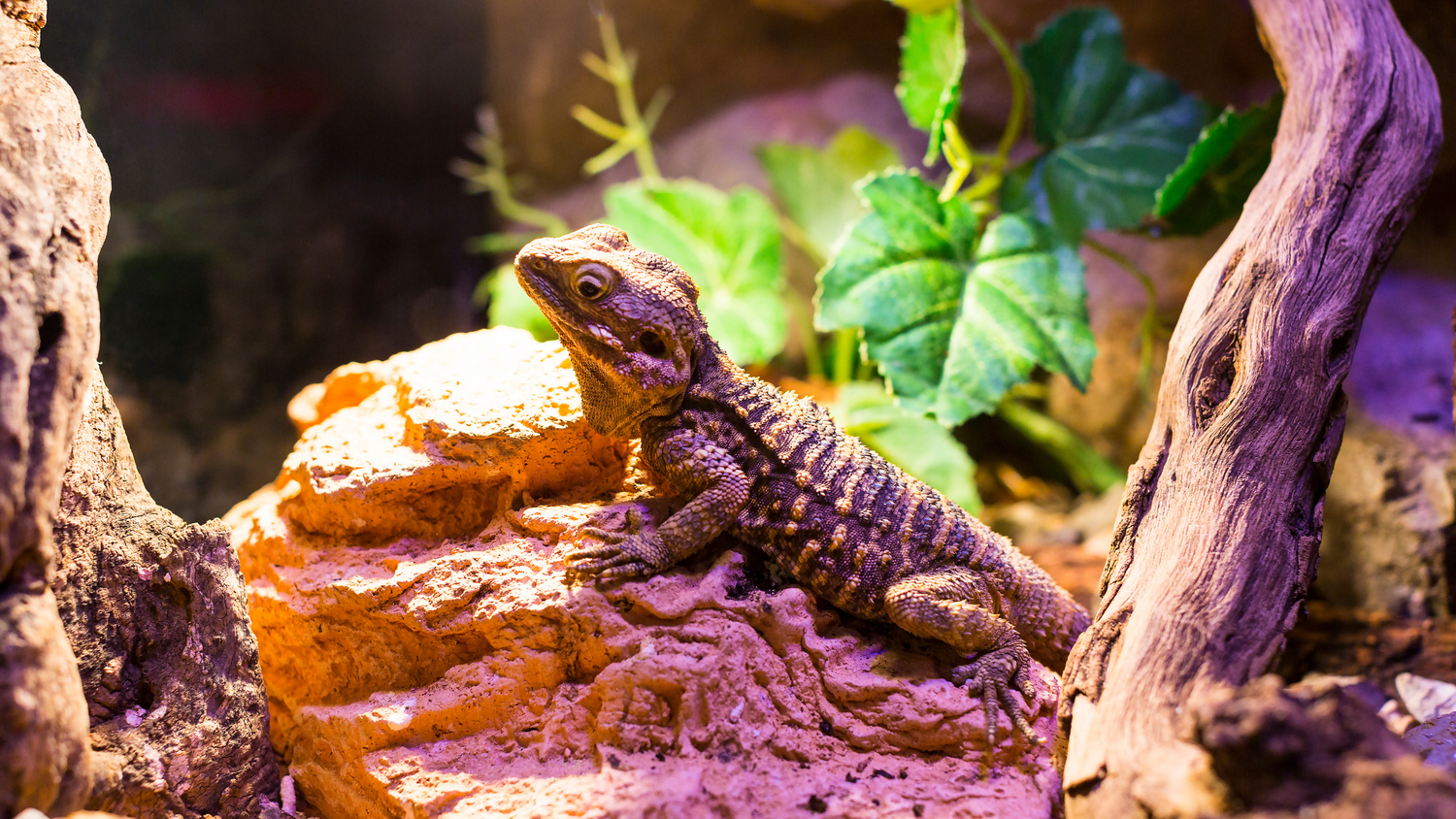 Reptile Terrariums & Tanks