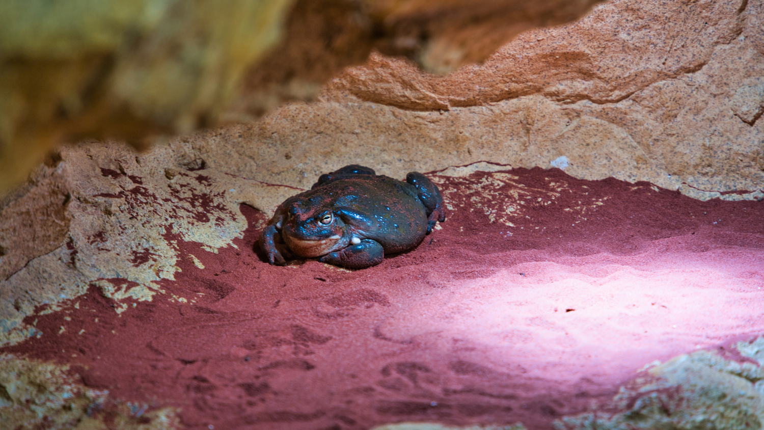 Reptile Under Tank Heaters