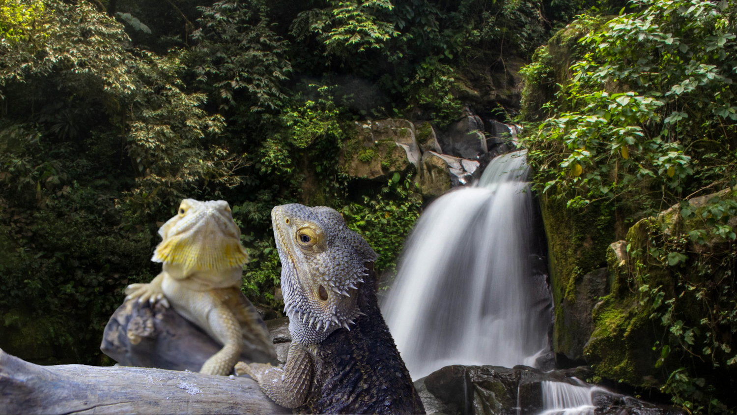 Reptile Waterfalls & Fountains
