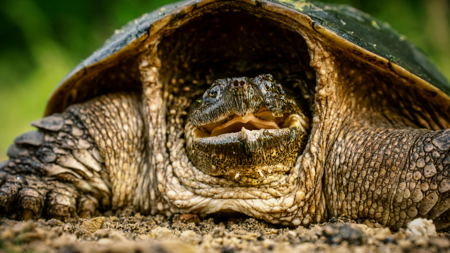 Reptile Wooden Habitats