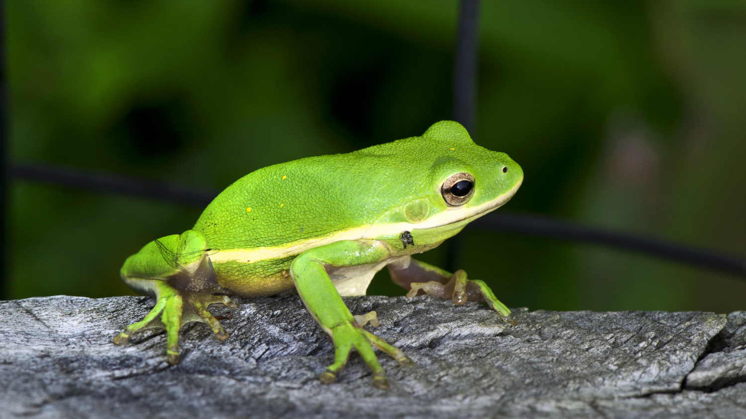 Reptile Wound Care