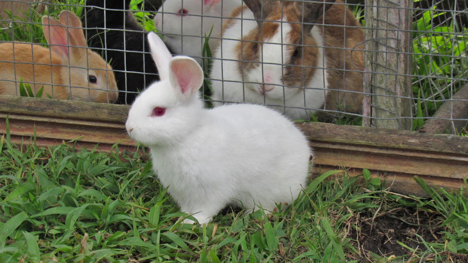 Small Animal Cages & Enclosures