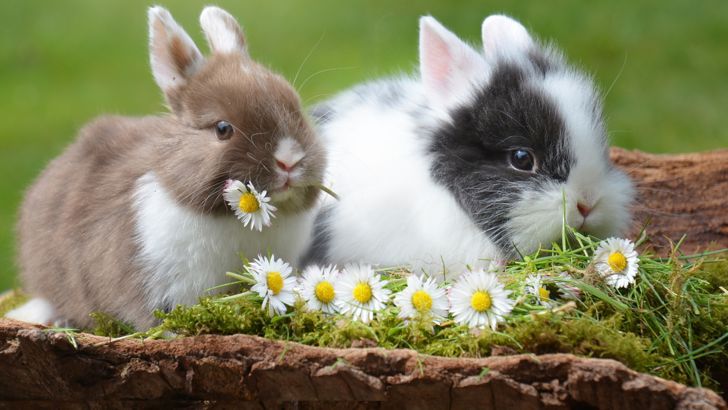 Small Animal Food
