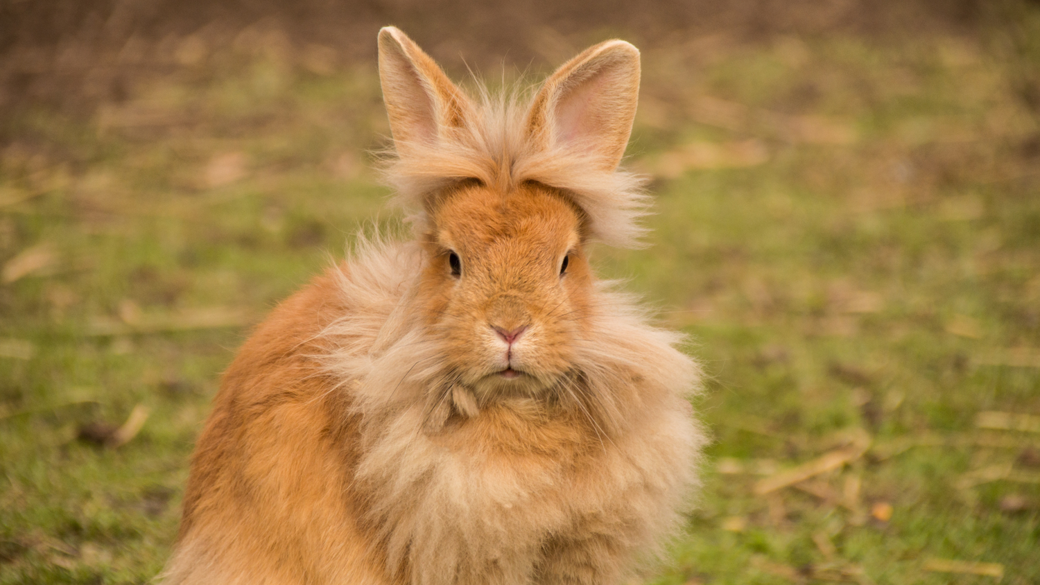 Small Animal Grooming & Health