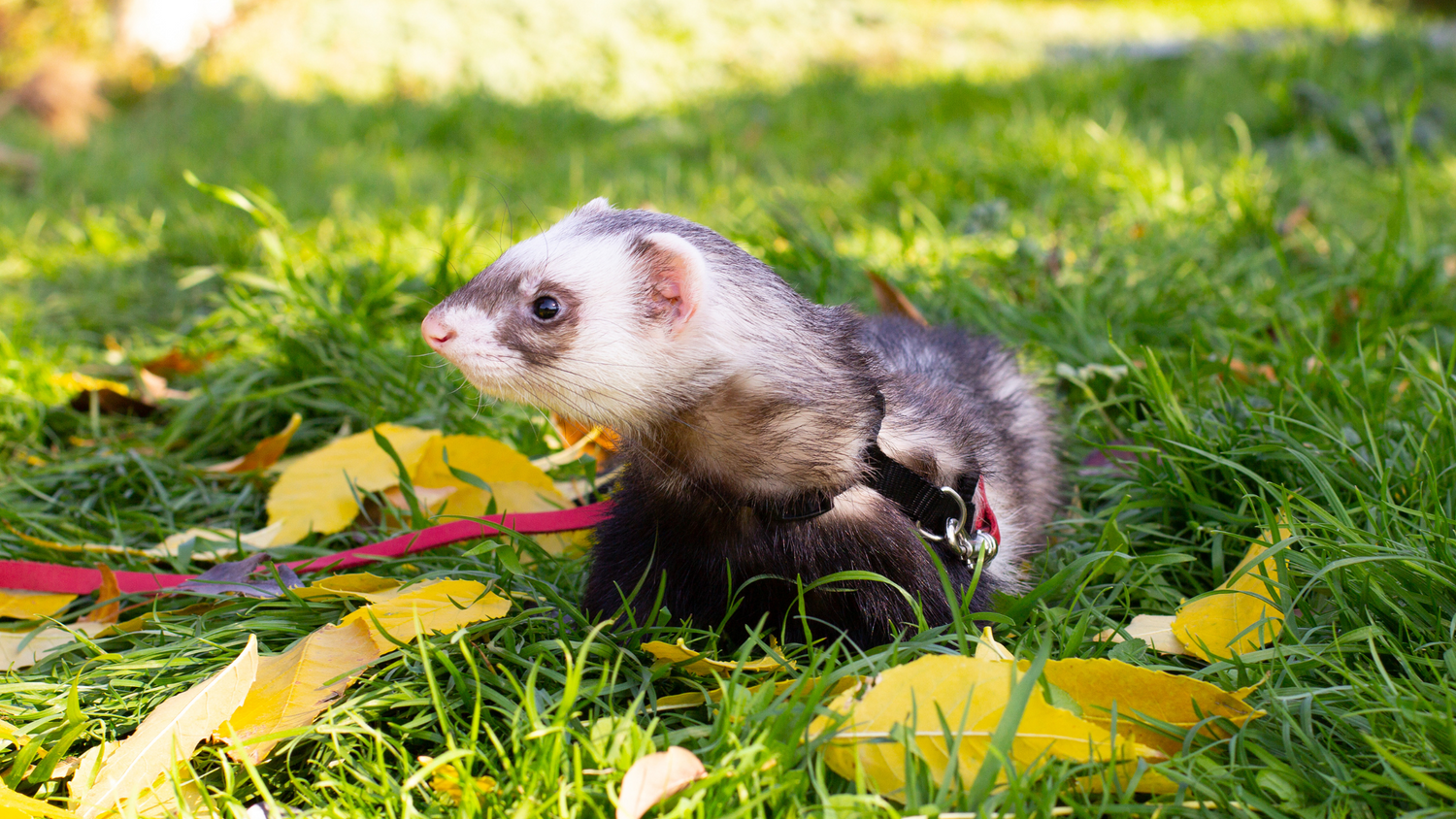 Small Animal Harnesses & Carriers