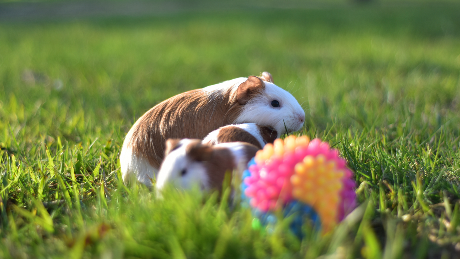Small Animal Toys