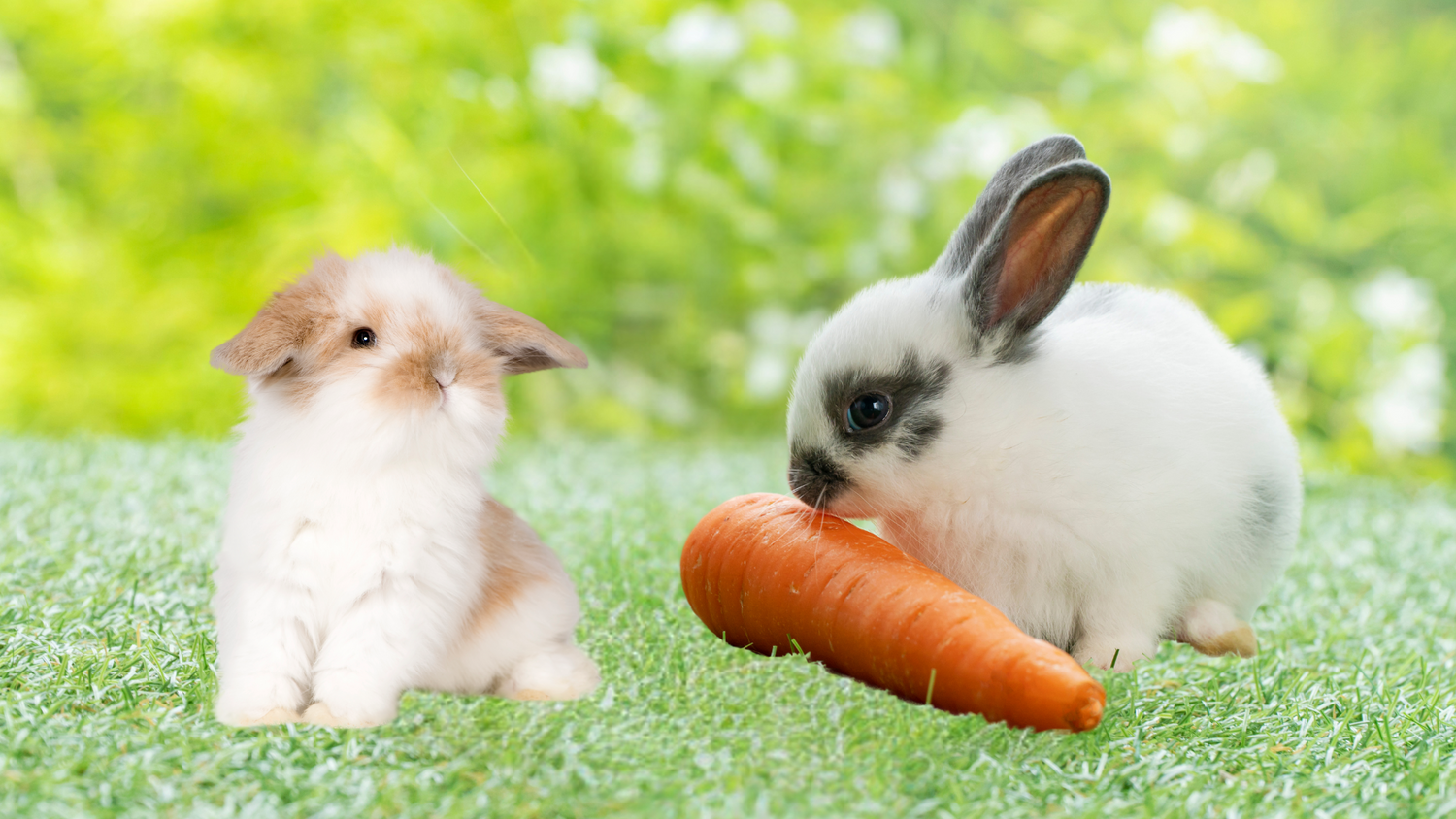 Small Animal Treats
