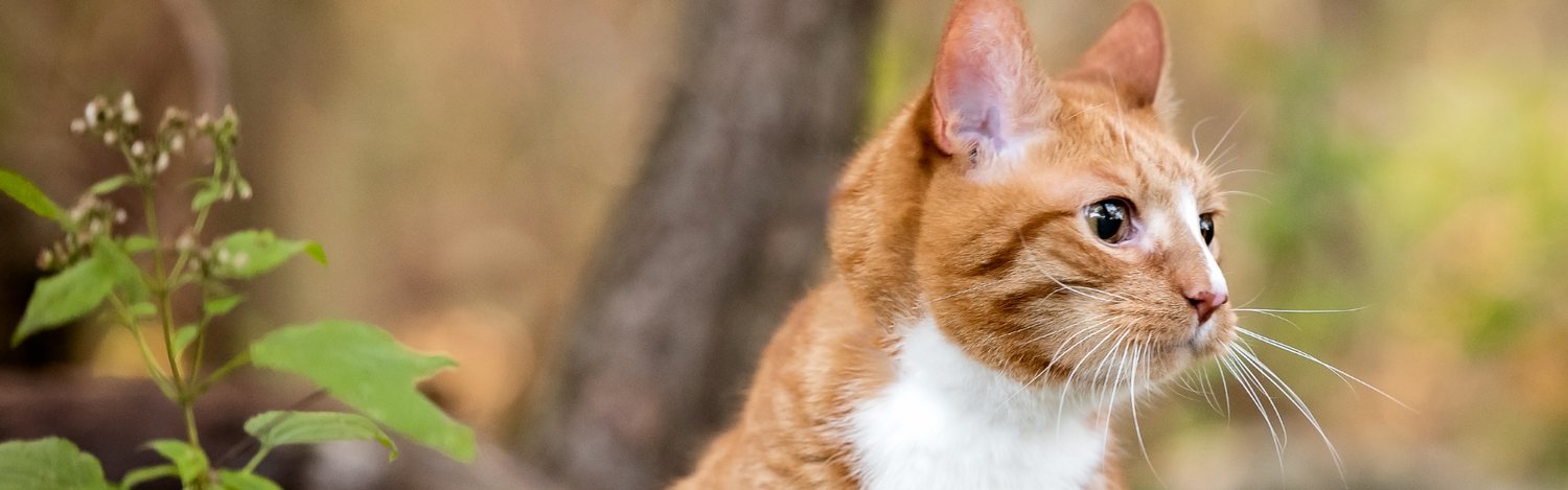 Cat Flea & Tick Prevention