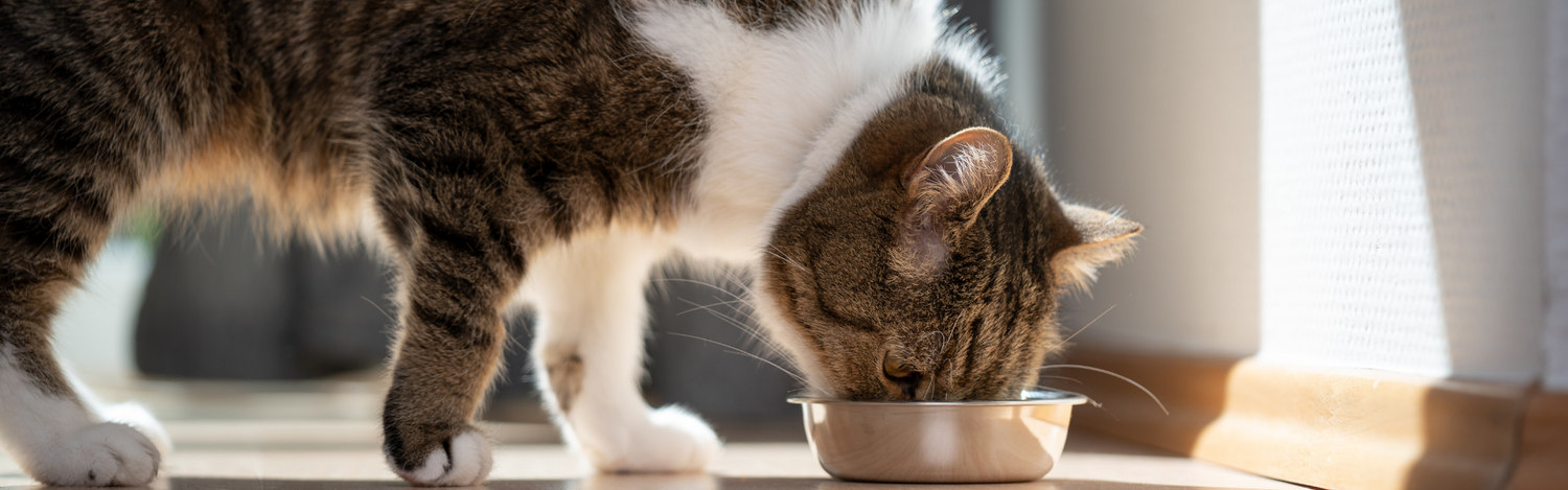 Cat Health & Nutrition