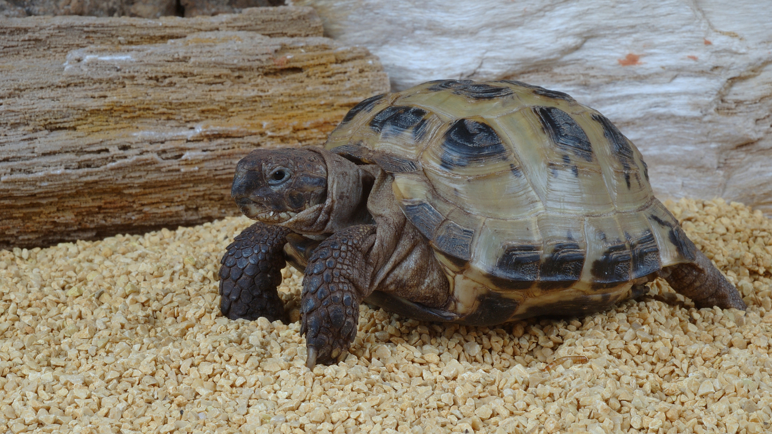 Reptile Filters & Media